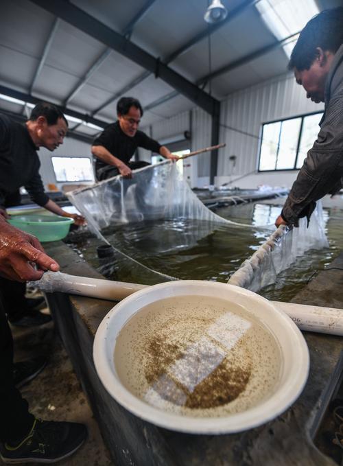 浙江湖州 春季'魚苗工廠'銷售旺，助力養殖產業蓬勃發展