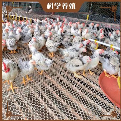 白蘆花雞養(yǎng)殖與銷售全攻略 從快大型到矮腳型