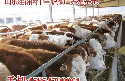 濟(jì)寧 肉牛、肉羊、肉驢養(yǎng)殖與銷售的產(chǎn)業(yè)優(yōu)勢與發(fā)展策略