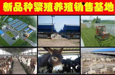 武岡小驢駒養(yǎng)殖與銷售市場分析 供應(yīng)信息全解析